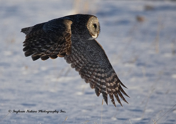 Great Gray Owl