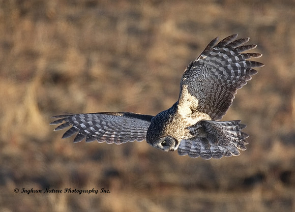 Great Gray Owl