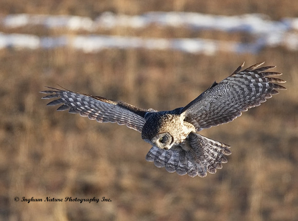 Great Gray Owl