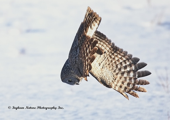 Great Gray Owl