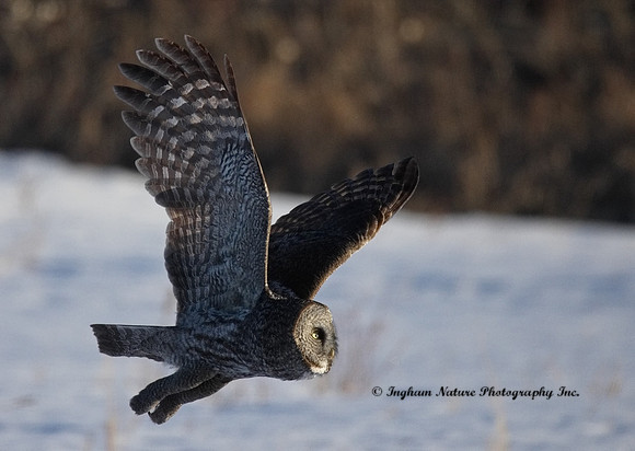 Great Gray Owl