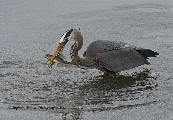 Great Blue Heron