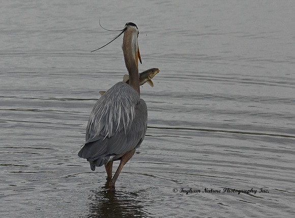 Great Blue Heron