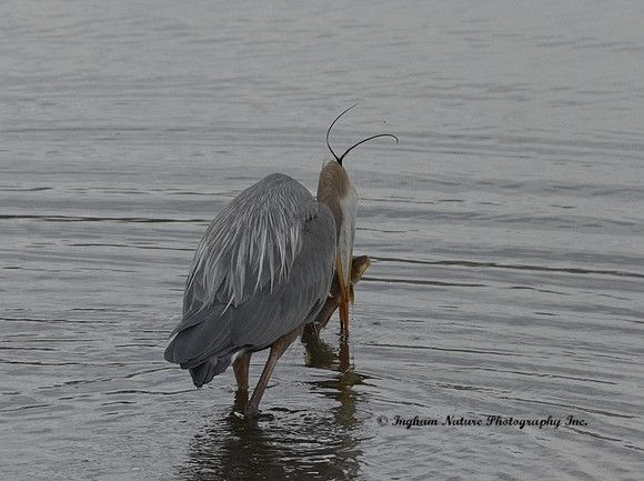 Great Blue Heron