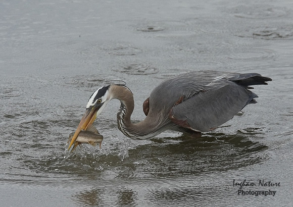 Great Blue Heron