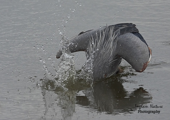 Great Blue Heron