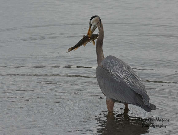 Great Blue Heron