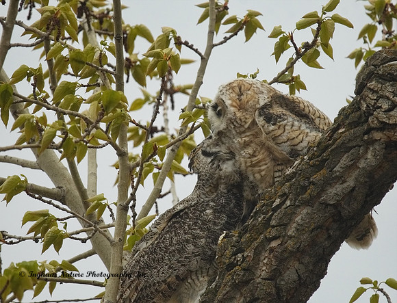 Great Horned Owl - Female & Owlet
