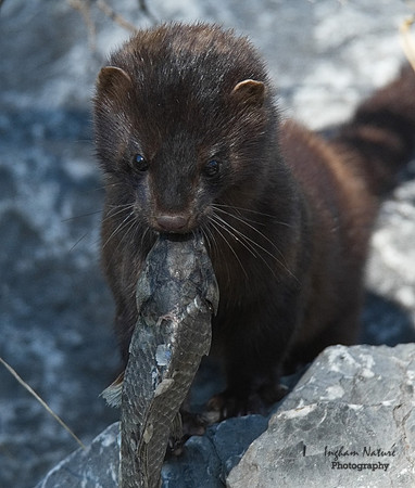 Mink (North American)