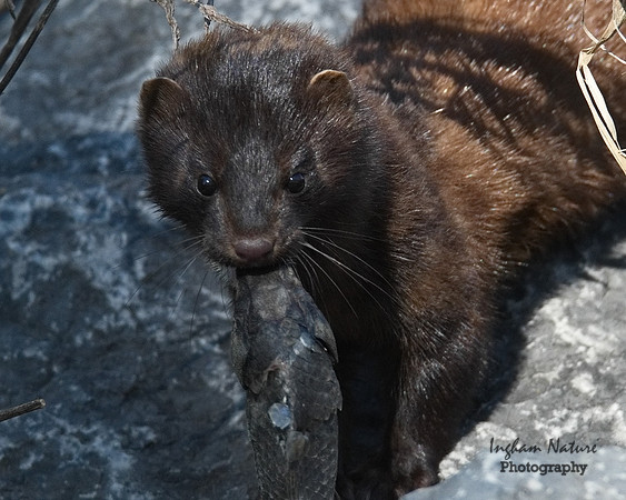 Mink (North American)
