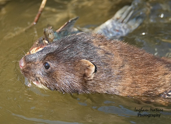 Mink (North American)