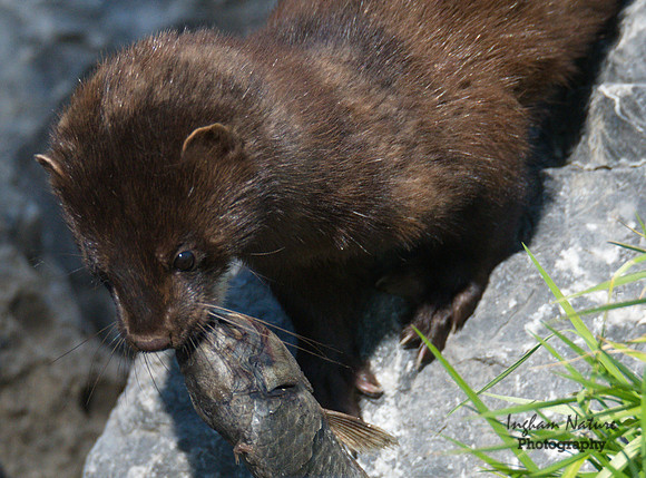 Mink (North American)