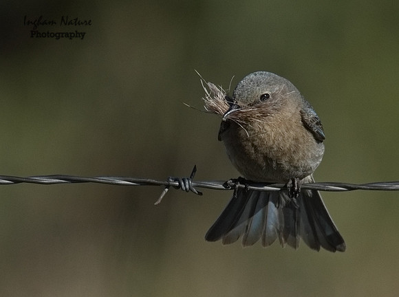 Mountain Bluebird - Female