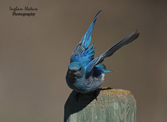Mountain Bluebird - Male