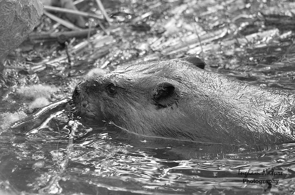 Beaver