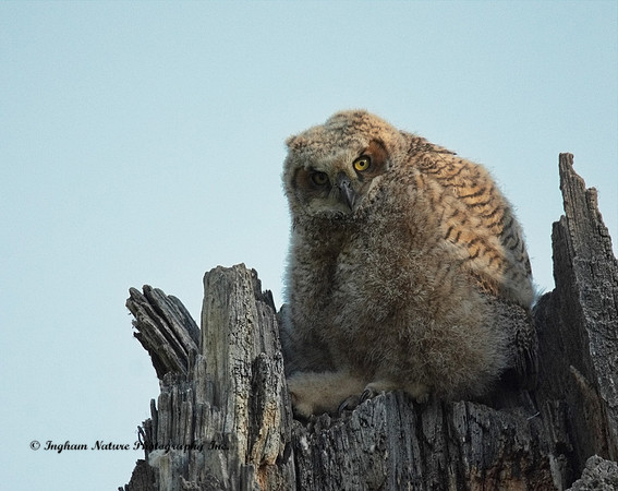 Great Horned Owl