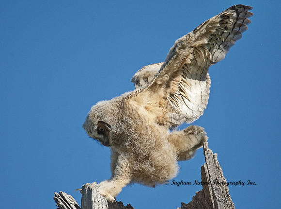 Great Horned Owl - Owlet