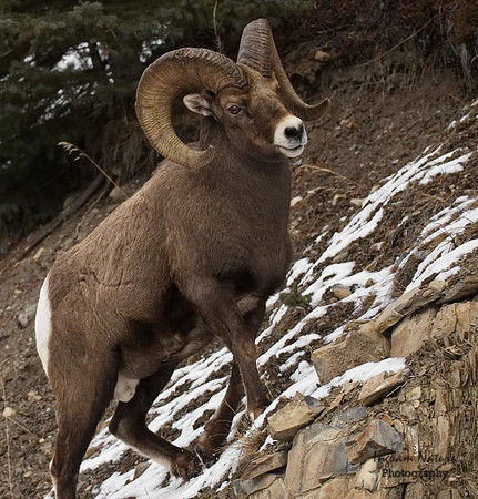 Rocky Mountain Sheep - Male (Ram)