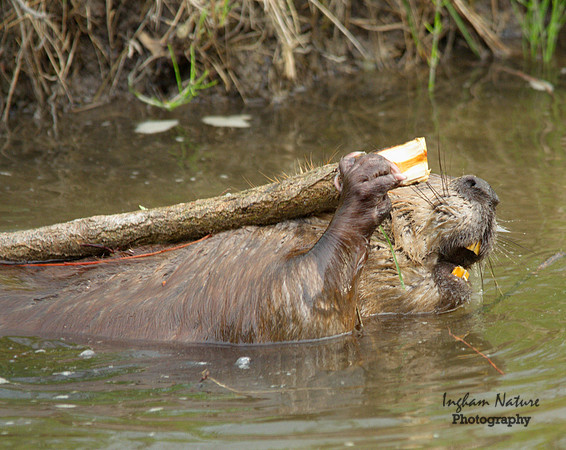 Beaver - Hard at Work