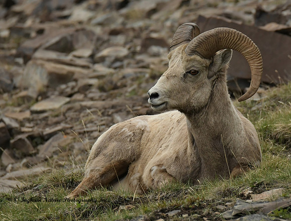 Rocky Mountain Sheep - Male