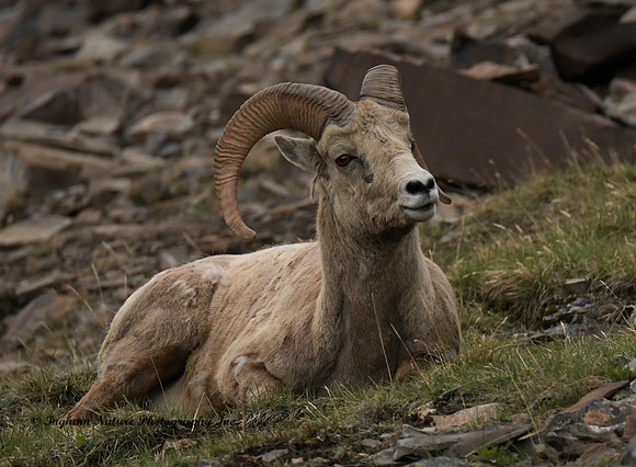 Rocky Mountain Sheep - Male