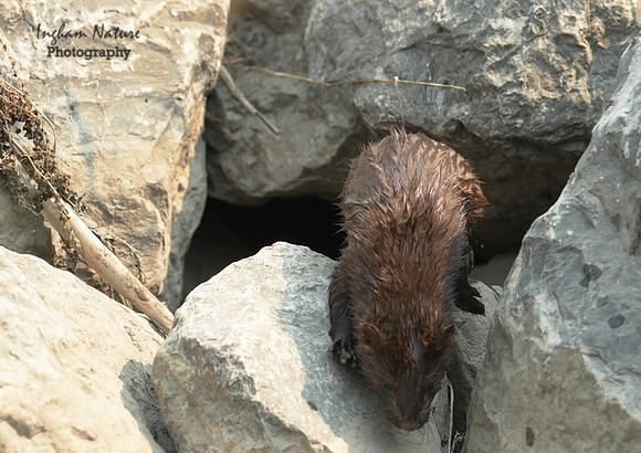 Mink (North American)