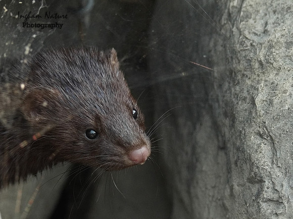 Mink (North American)