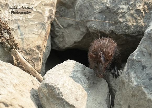 Mink (North American)