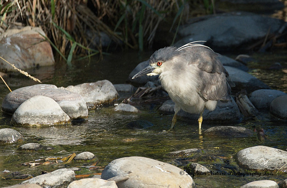 Black Crowned Night Heron