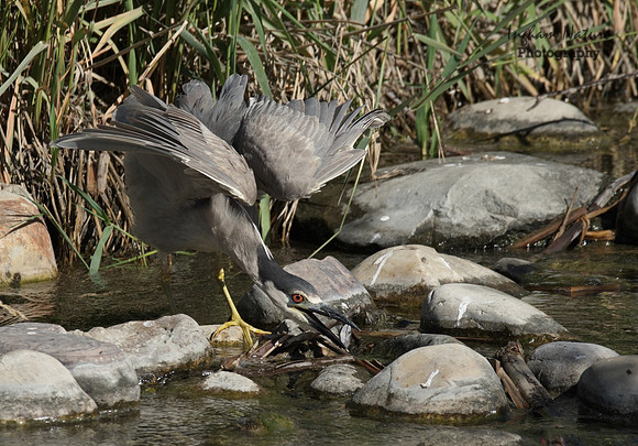 Black Crowned Night Heron