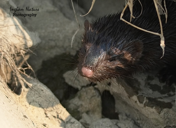 Mink (North American)