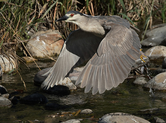 Black Crowned Night Heron