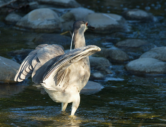 Black Crowned Night Heron