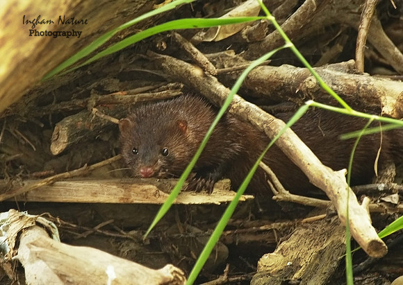 Mink (North American)