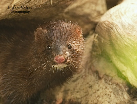 Mink (North American)