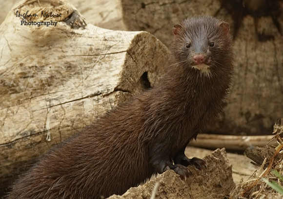 Mink (North American)