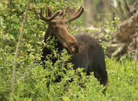 Moose - Male