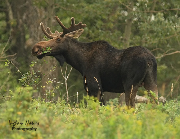 Moose - Male