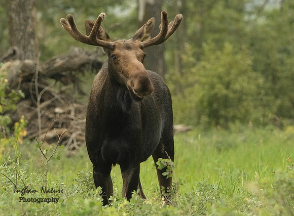 Moose - Male