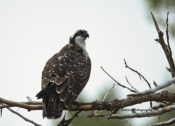 Osprey - Immature