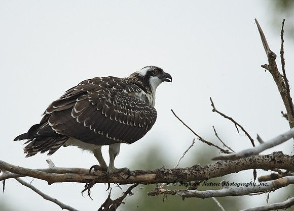 Osprey - Immature