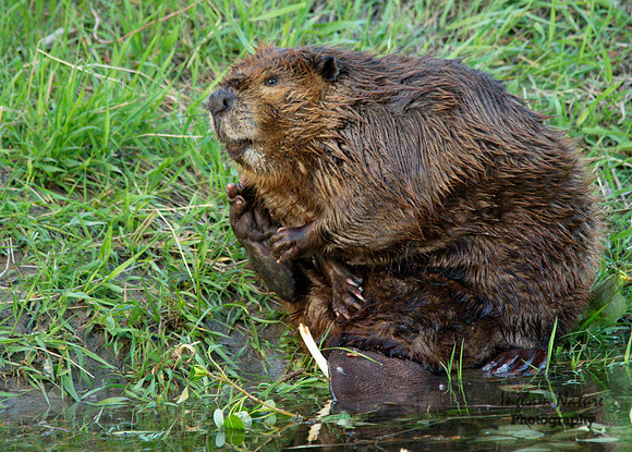Beaver - Male