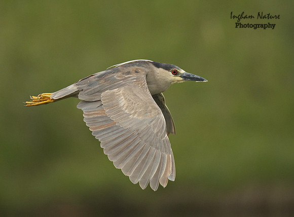 Black Crowned Night Heron