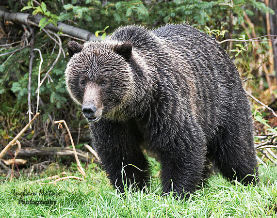 Grizzly Bear - Adult