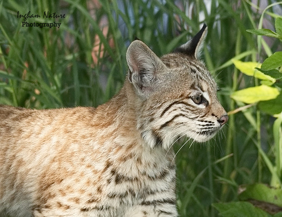 Bobcat (Lynx rufus) - Juvenile