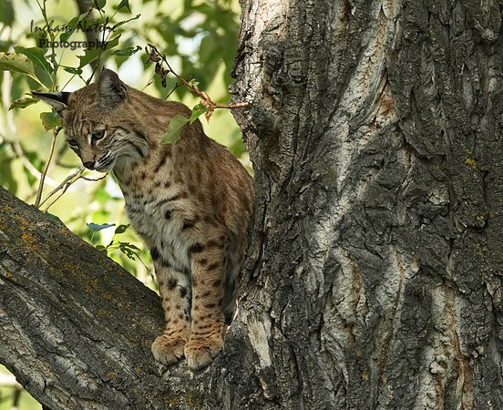 Bobcat (Lynx rufus) - Adult (Female)