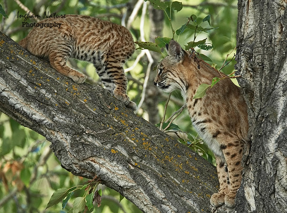 Bobcat (Lynx rufus) - Adult (Female) & Juvenile