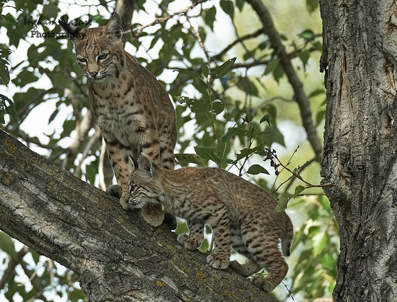 Bobcat (Lynx rufus) - Adult (Female) & Juvenile