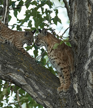 Bobcat (Lynx rufus) - Adult (Female) & Juvenile