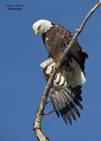 American Bald Eagle - Adult